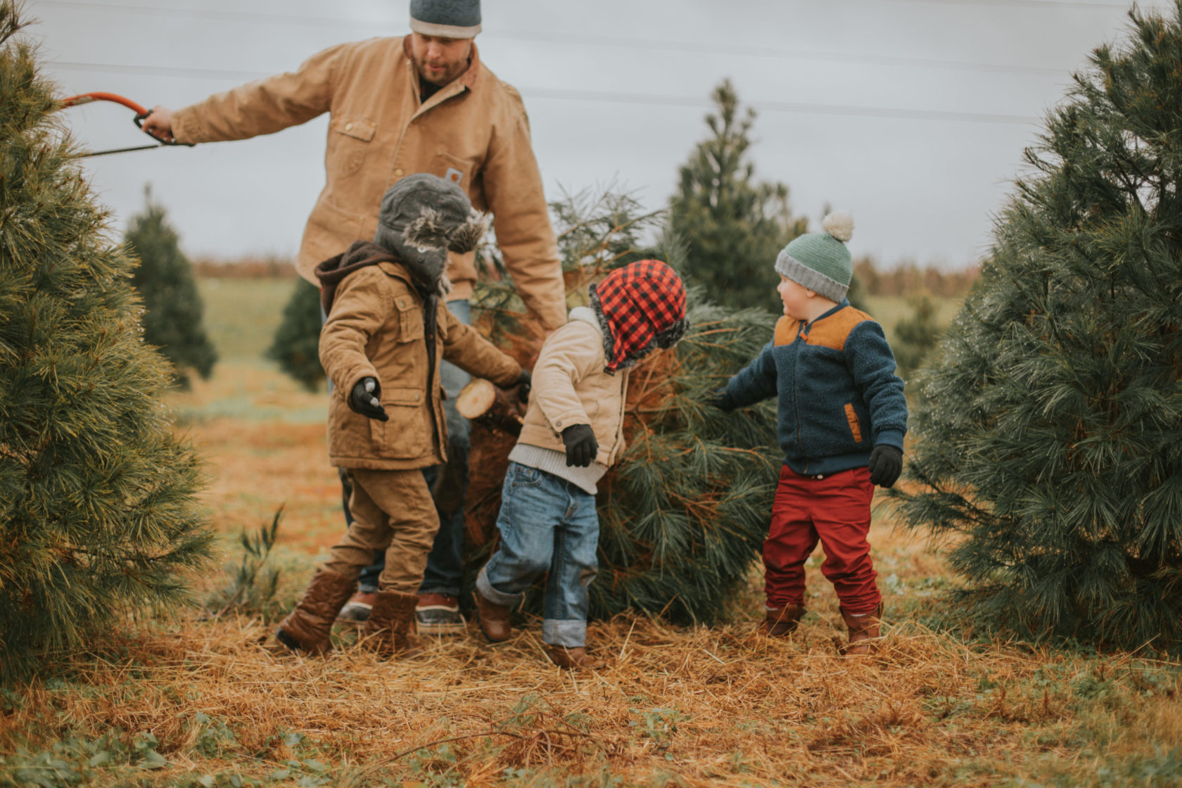 Cut-Your-Own Christmas Tree Experience at Eckert's